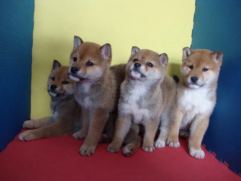 日本柴犬幼犬