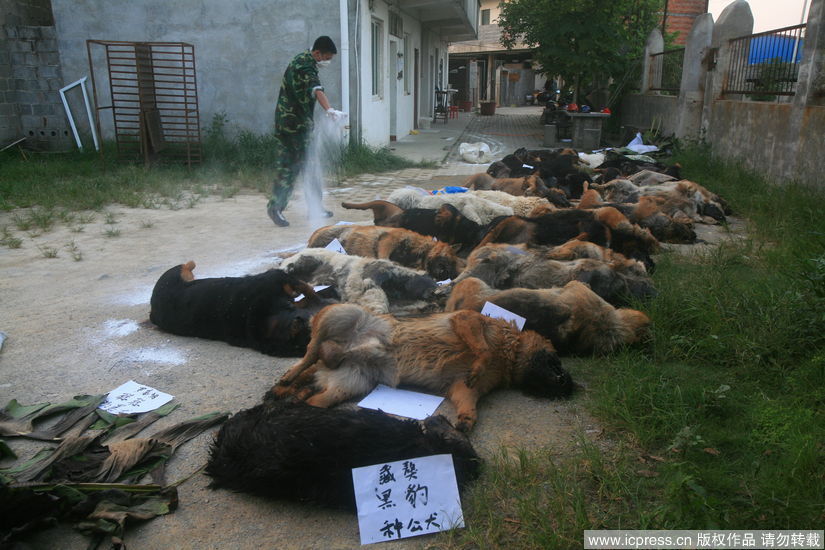 广西警犬基地29只警犬服用驱虫药后死亡
