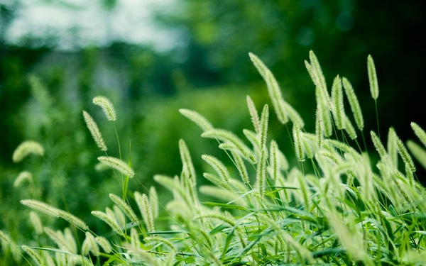 狗尾巴草