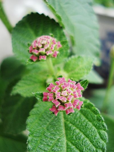 花儿朵朵之 五色梅