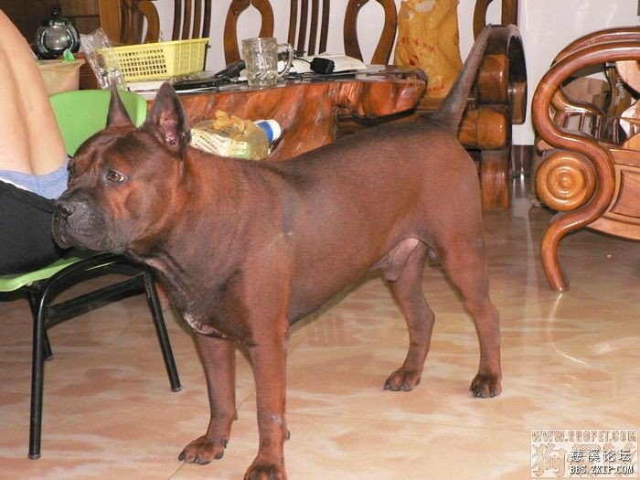 [12-24] 大家快来看本土原生犬——川东猎犬(重庆犬)呀!加新照啦!