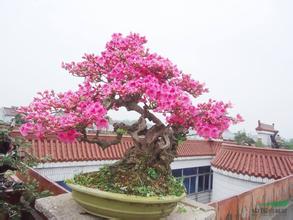 映山红是落叶杜鹃的代表, 又是盆栽的好材料, 早在《盆玩偶录》盆景