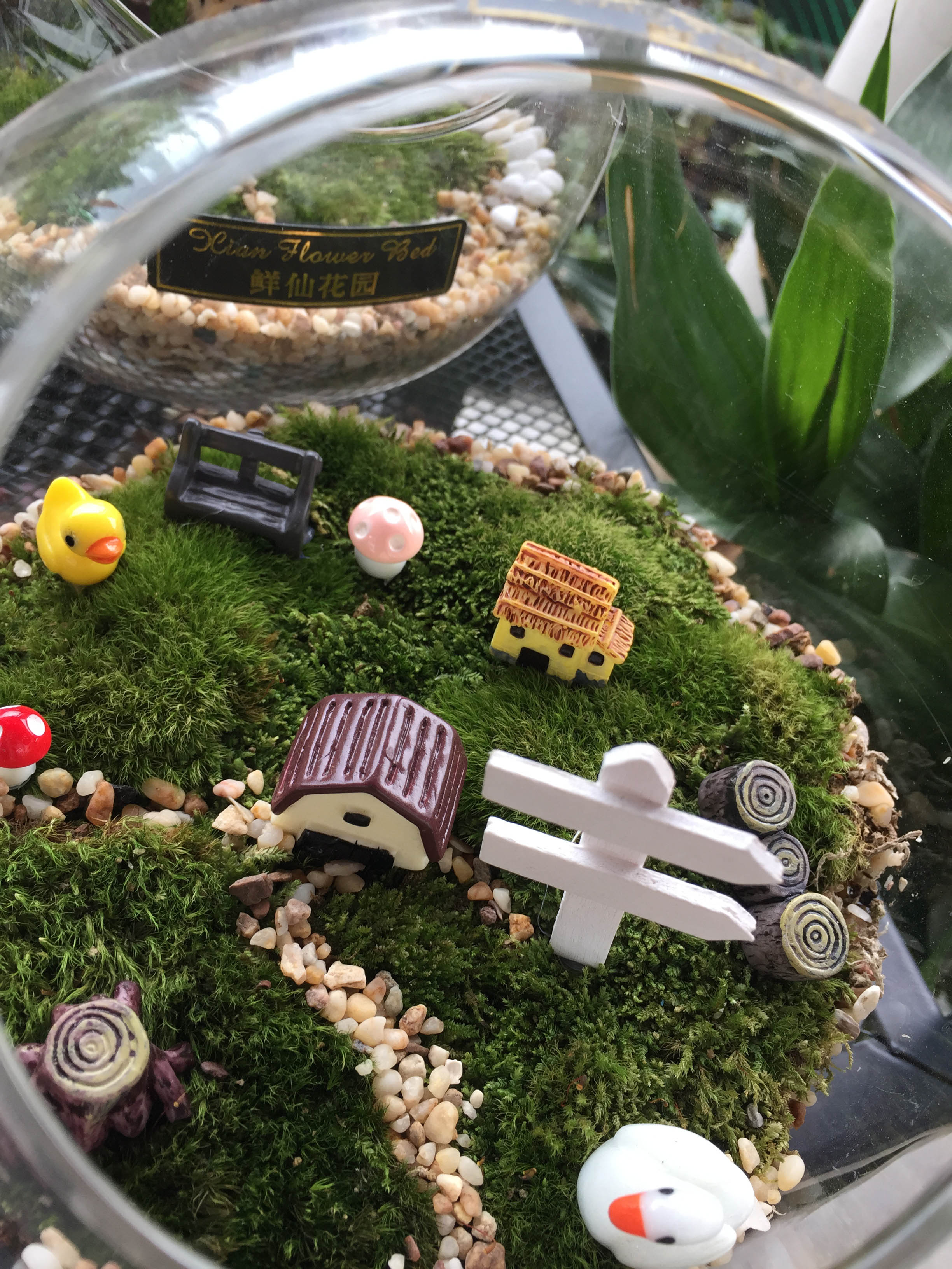 鲜仙花园出品"苔藓之微景观"