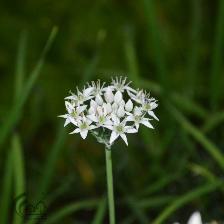 野葱花