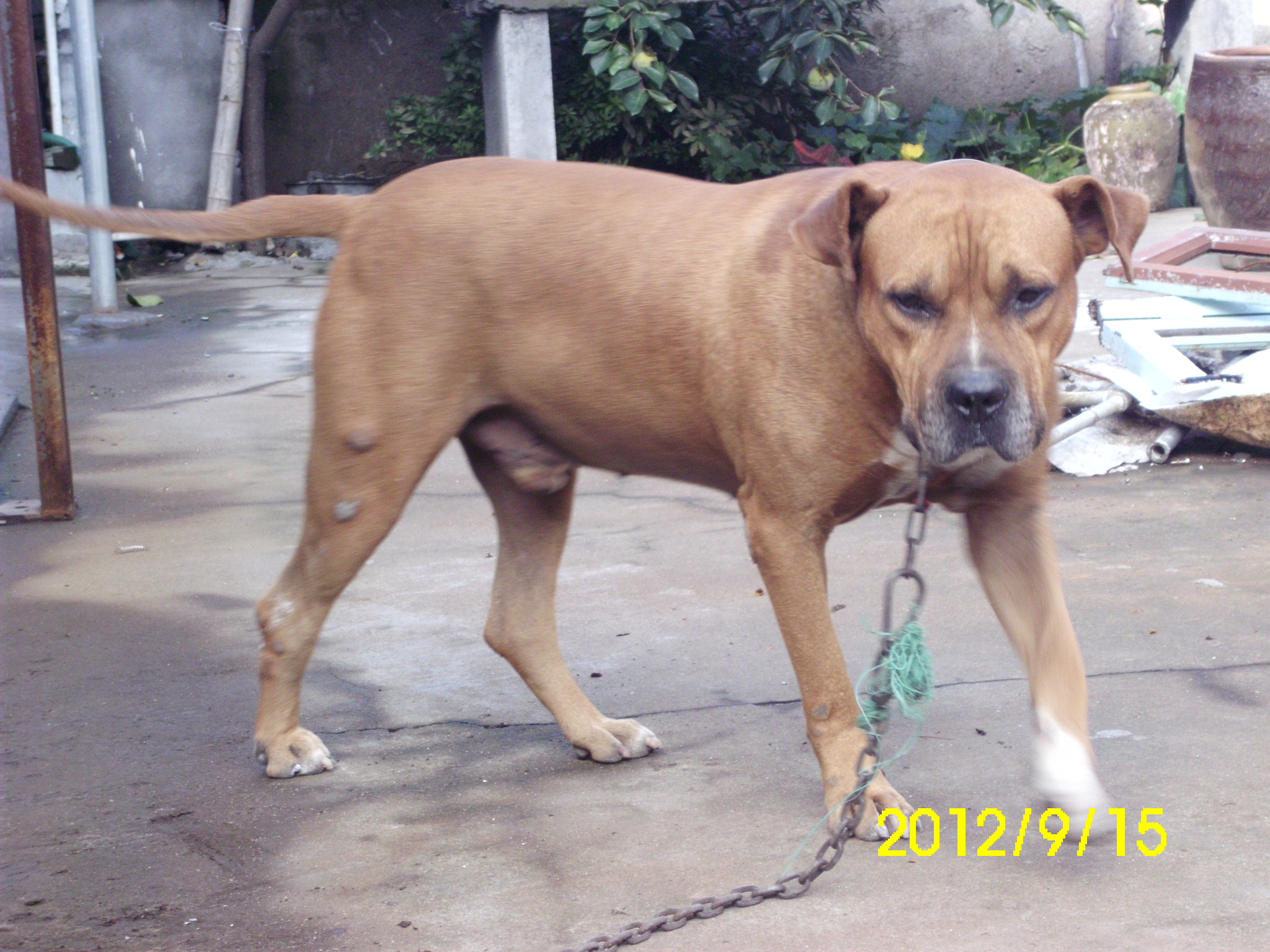2019年12月1威海养大型犬和烈性犬 大型犬标准肩高超过50cm 体长