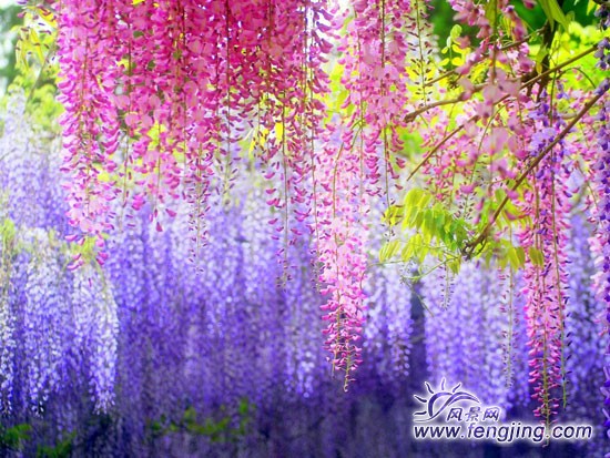 唯美意境花朵风景图片
