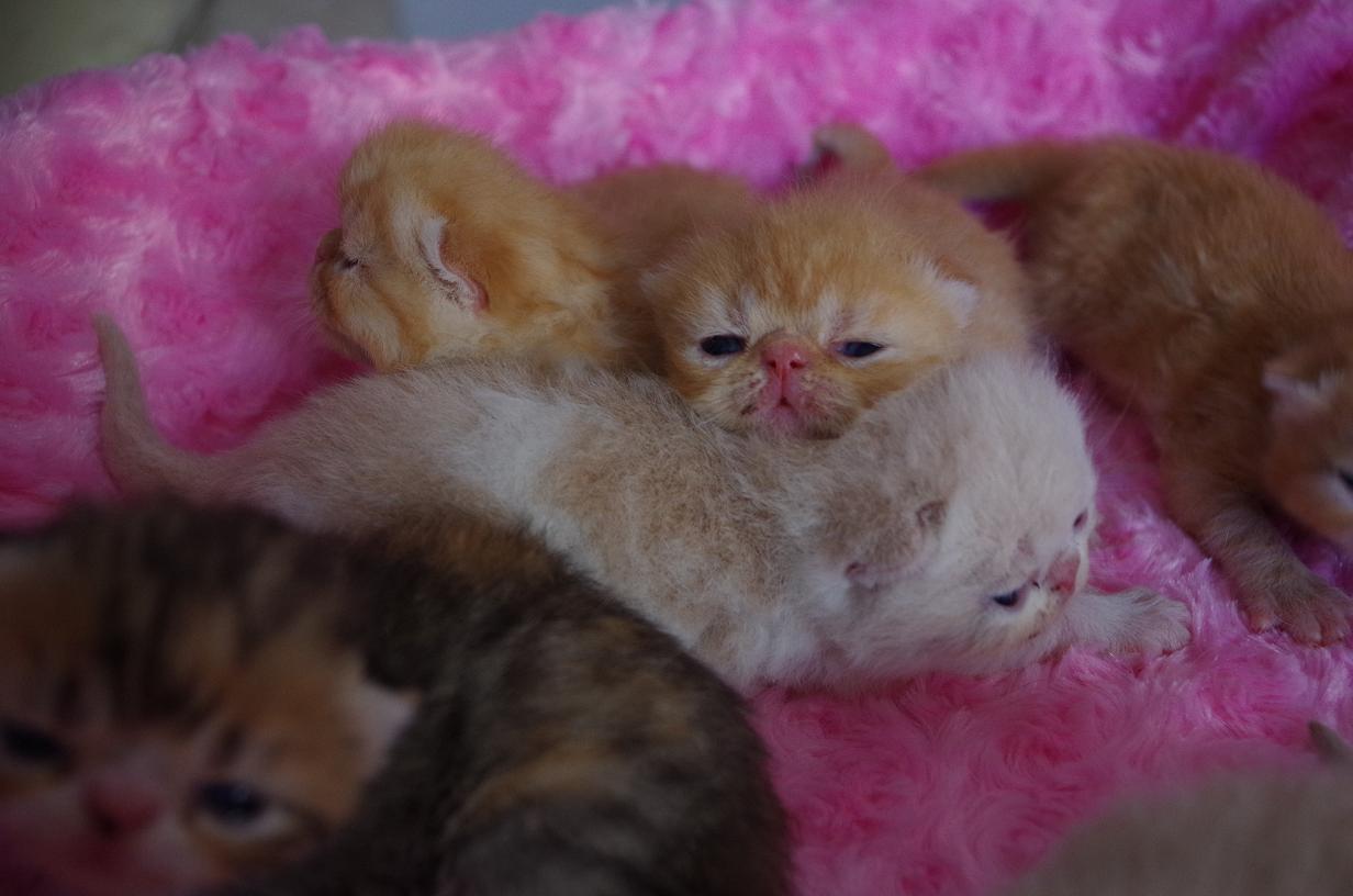 刚睁眼的加菲猫