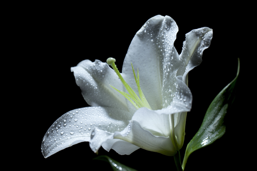 白百合图片大全白百合花束图片大全白百合花图片; white lilywhite