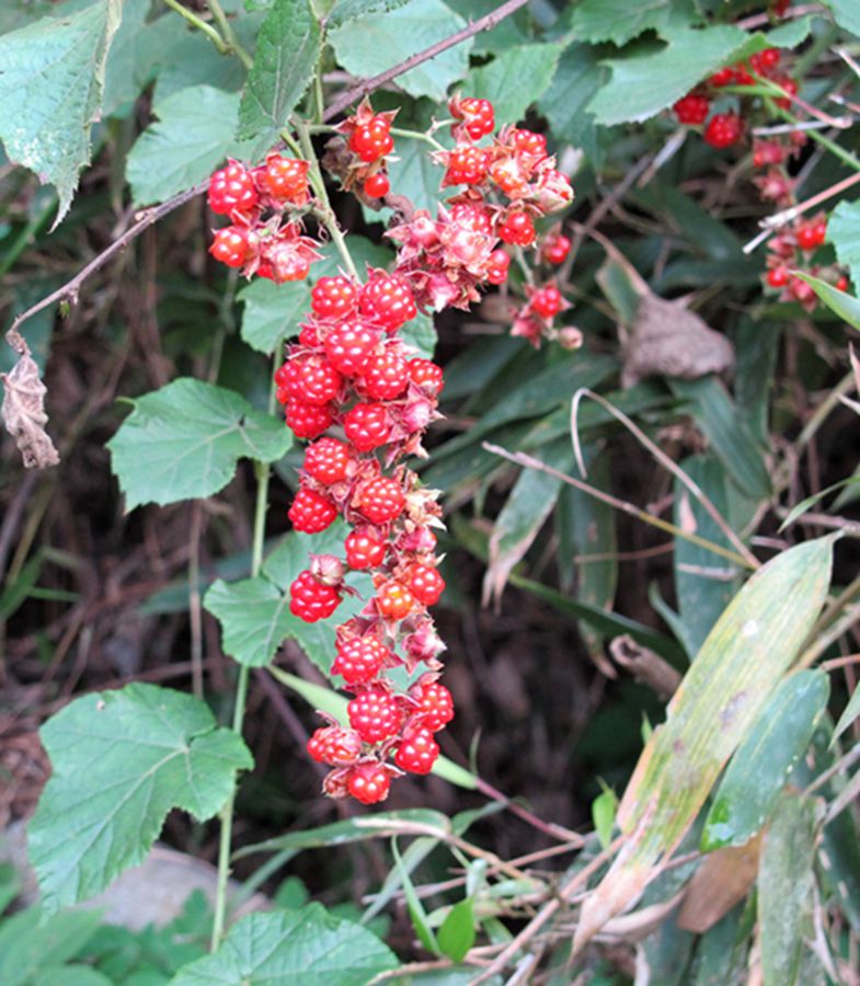 慈溪野外植物欢迎交流