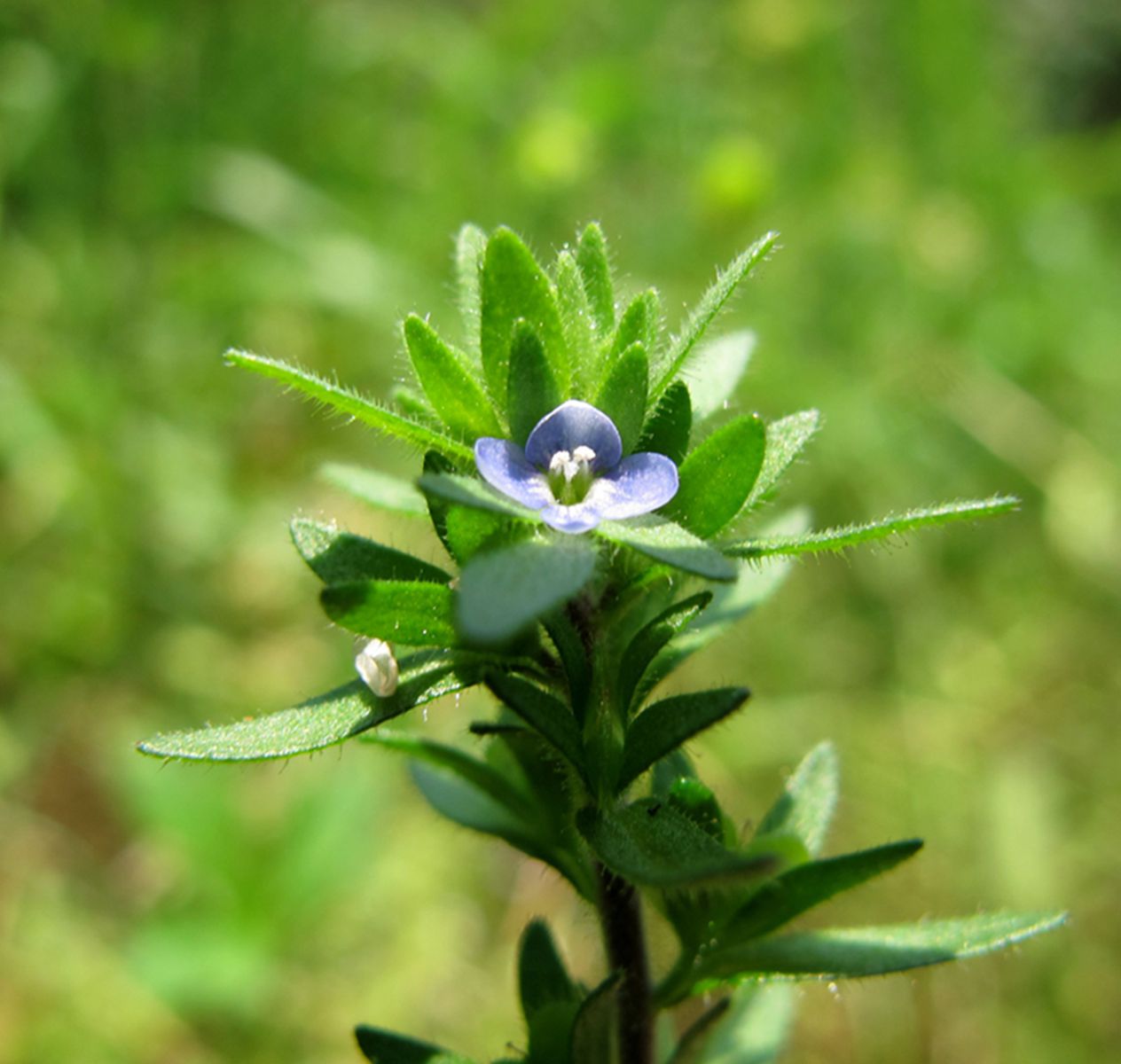 慈溪野外植物欢迎交流