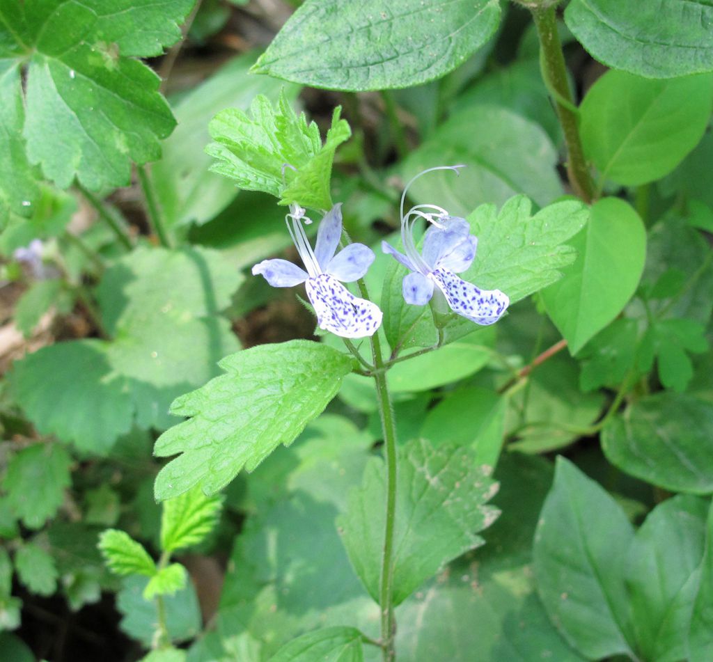 单花莸