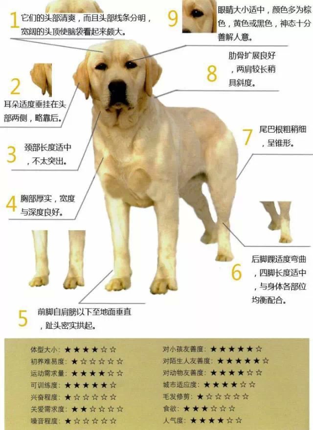 我家的极品拉布拉多犬布莱尔买菜认物样样会