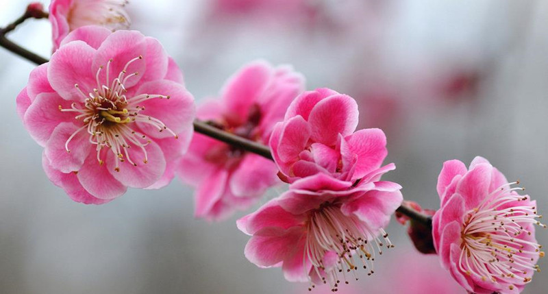 【景点介绍】: 梅花洲,一个承载着千年农耕文明,洋溢着水乡江南风韵