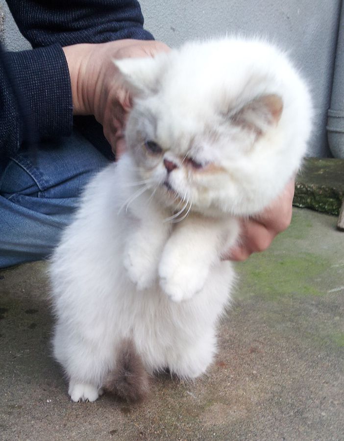出售一只加菲猫