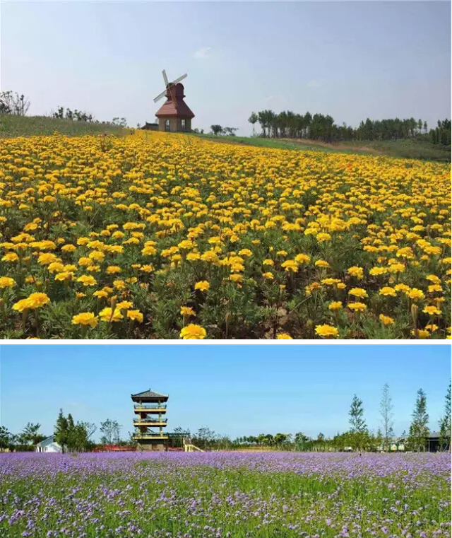 「驴途悠游」9月19日海上花田啤酒节,酒满花开待君来