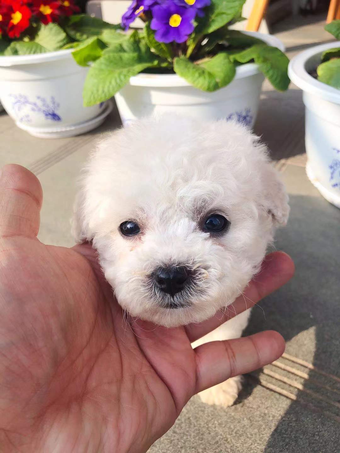 出售小比熊