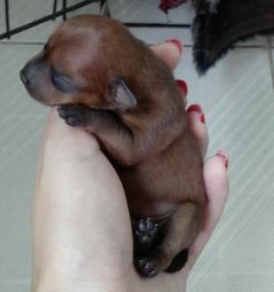 转让 茶杯体小鹿犬 和 白色斗牛犬 (懂价的来 捡便宜的绕道)