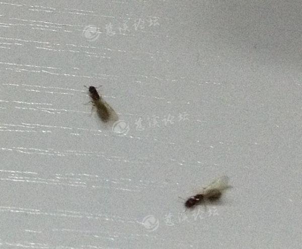 有翅膀的蚂蚁家里很多,是白蚁还是普通蚂蚁.