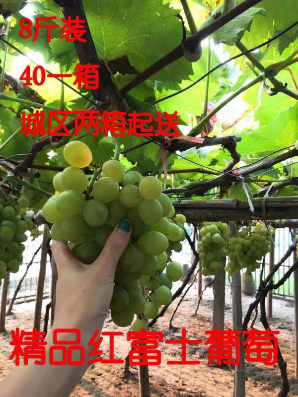 香喷喷的红富士葡萄大量上市啦