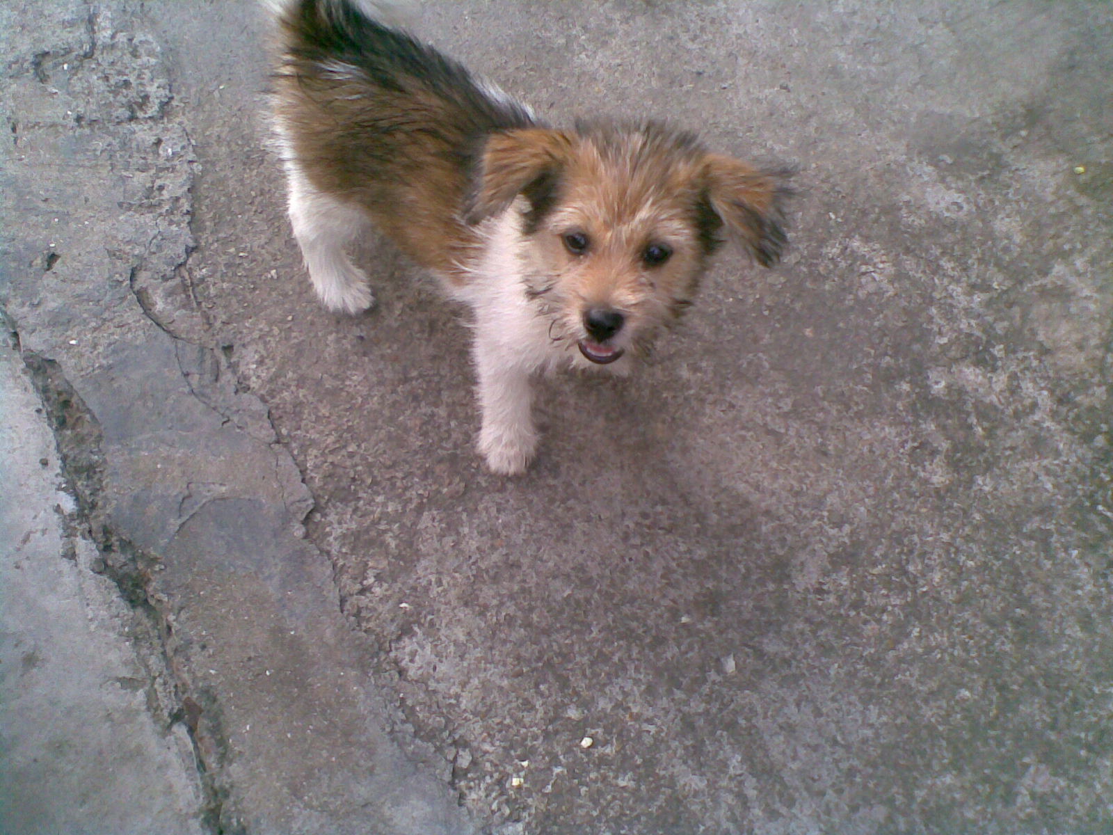 小杂狗