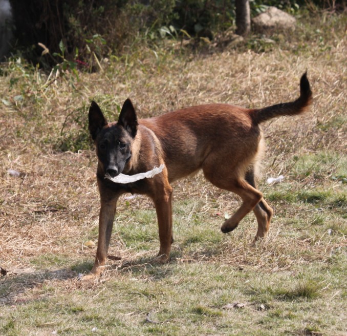 出售母马犬一条