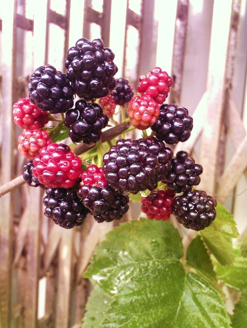 树莓 落叶果树    品种简介    黑树莓新梢呈棕色,基生枝成熟时紫黑色