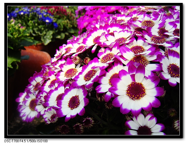 灿烂怒放的爪叶菊依旧迷乱了我的眼