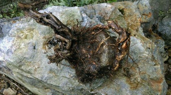 黄荆根从下山到长叶--已经成活(持续更新)