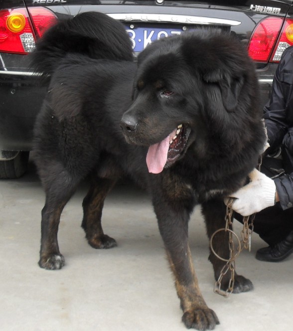 出售黑色藏獒一条,没办法了老婆闹的不行
