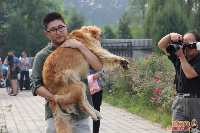 无法接受的爱犬之死 狗主人状告南航