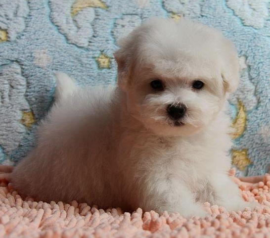 出售家养比熊宝宝