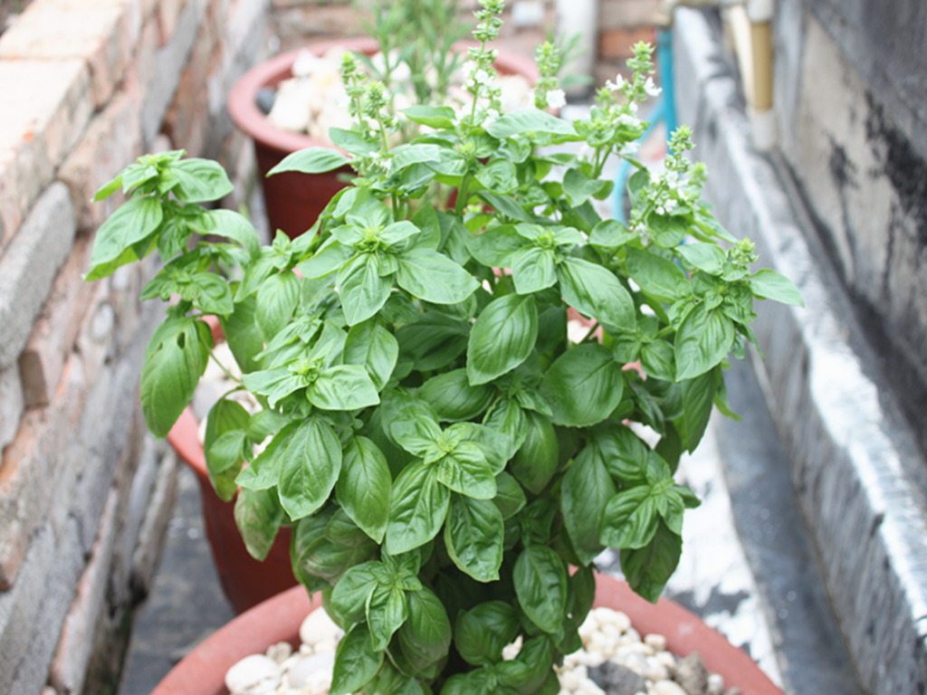 夏香薄荷种子分享预约