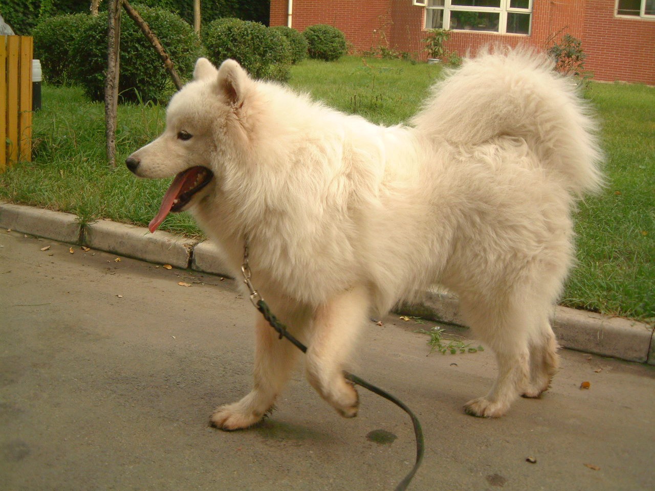 出售撒摩耶一只