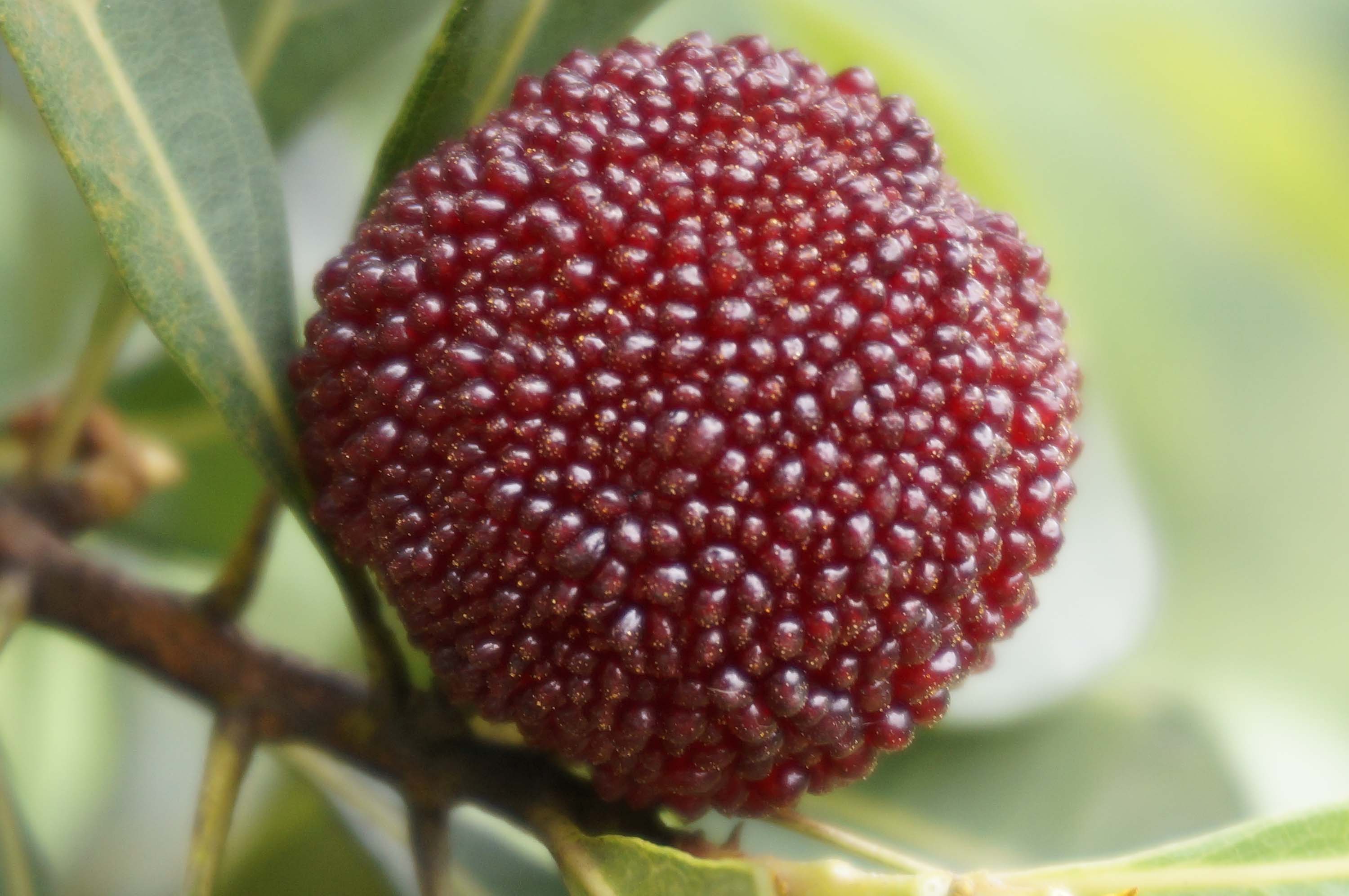 come on.慈溪市掌起镇佳溪杨梅欢迎你的到来