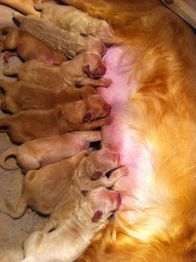 金毛犬刚出生的样子图片