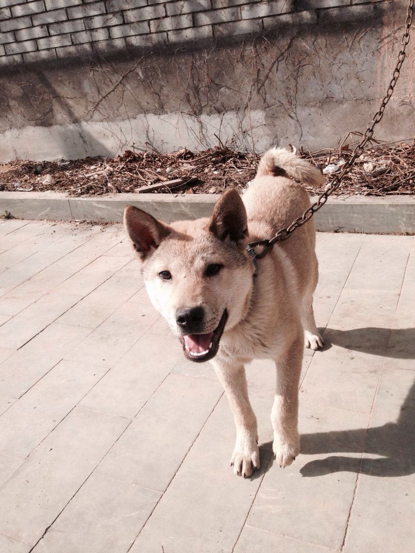 出售廣西小土獵犬可換母馬犬