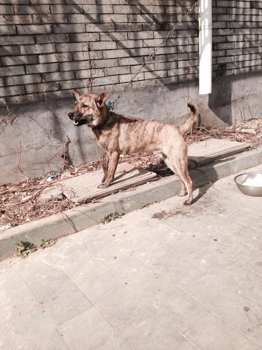 出售廣西小土獵犬可換母馬犬