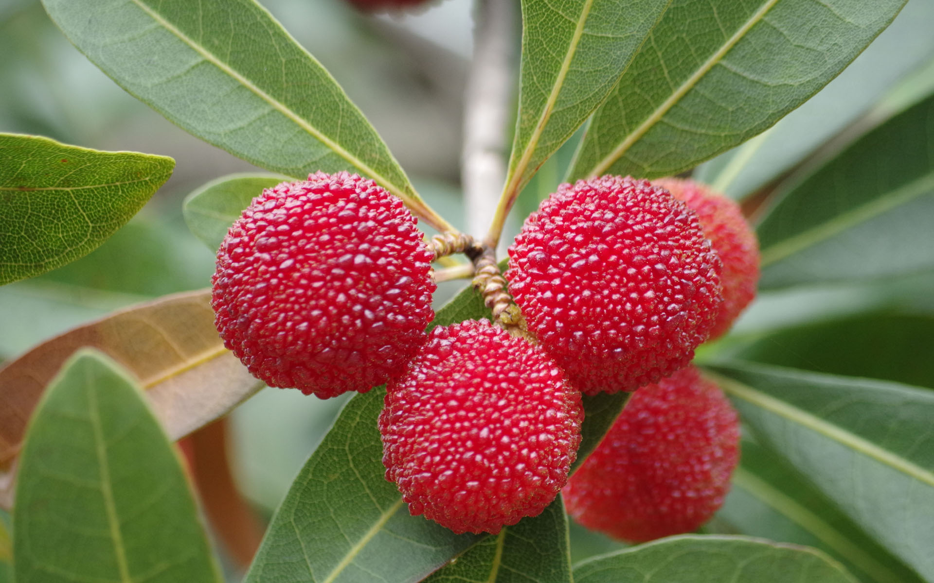 慈溪施家山荸荠种杨梅庵东特供