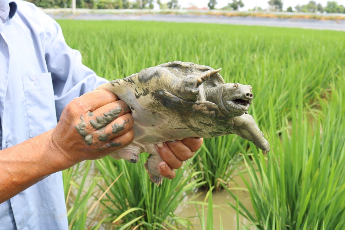 中秋送礼稻田放养甲鱼首选特惠生态放养甲鱼甲鱼甲鱼