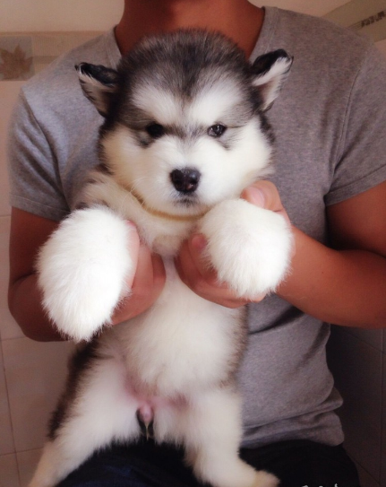 宠物狗 稀有烟灰色阿拉斯加幼犬出售