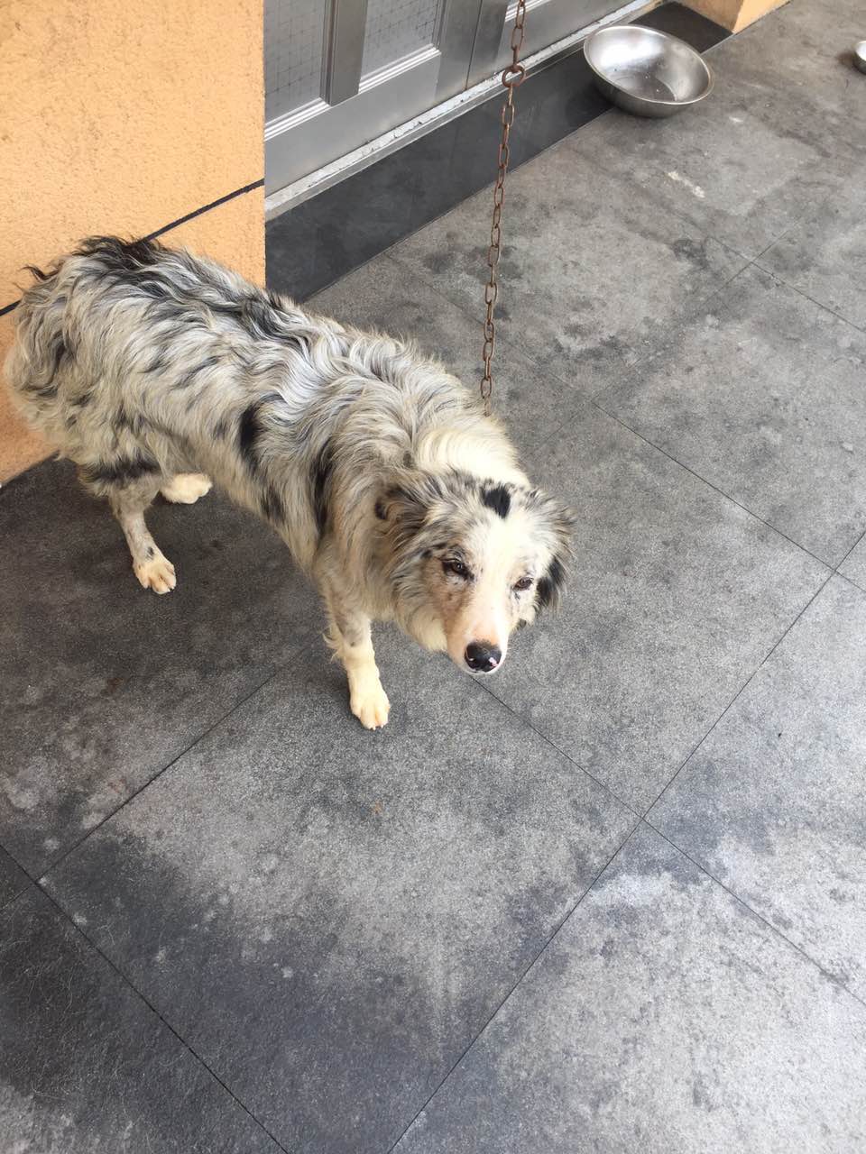 出售陨石边境牧羊犬一只母一岁多一点狗在杭州湾