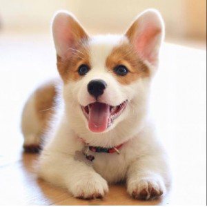 精品纯种两色三色《柯基幼犬》出售