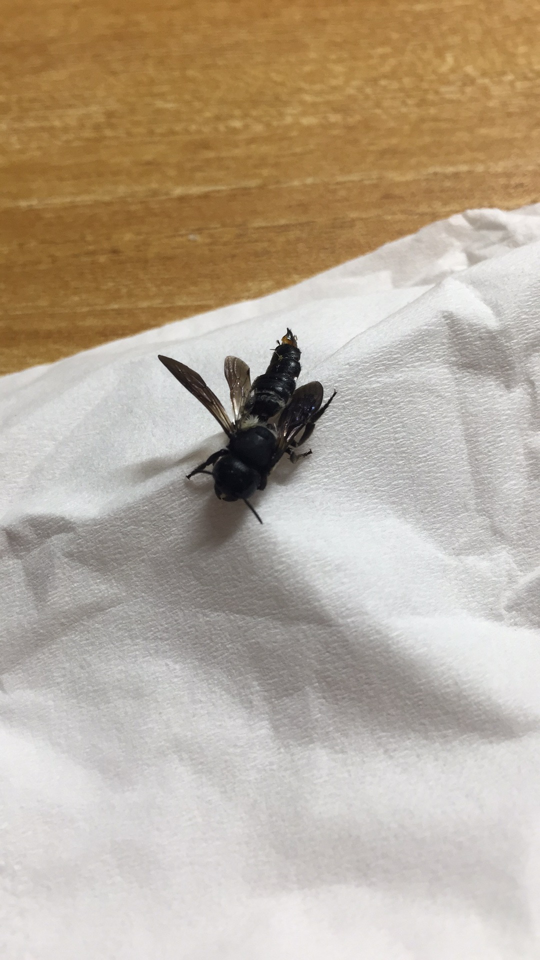 被咬了大家帮忙看看这种跟蜜蜂一样的虫是什么