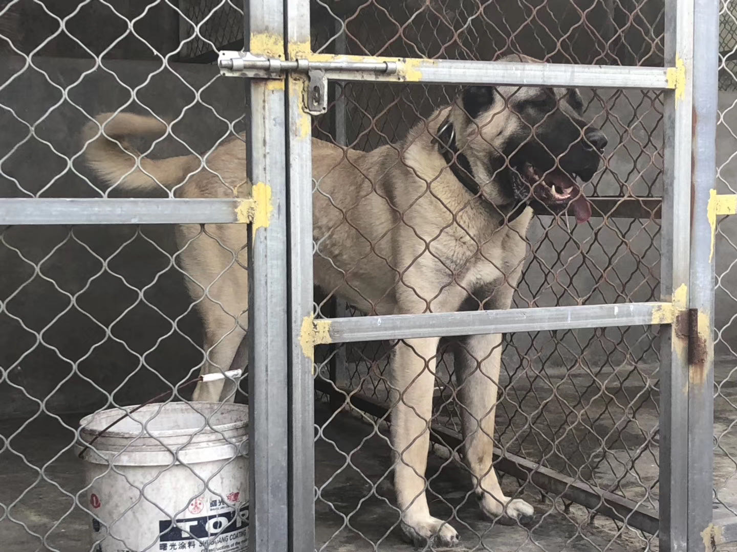 土耳其坎高犬图片大全图片