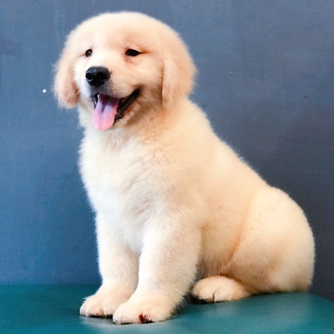 双血统小金毛便宜出售