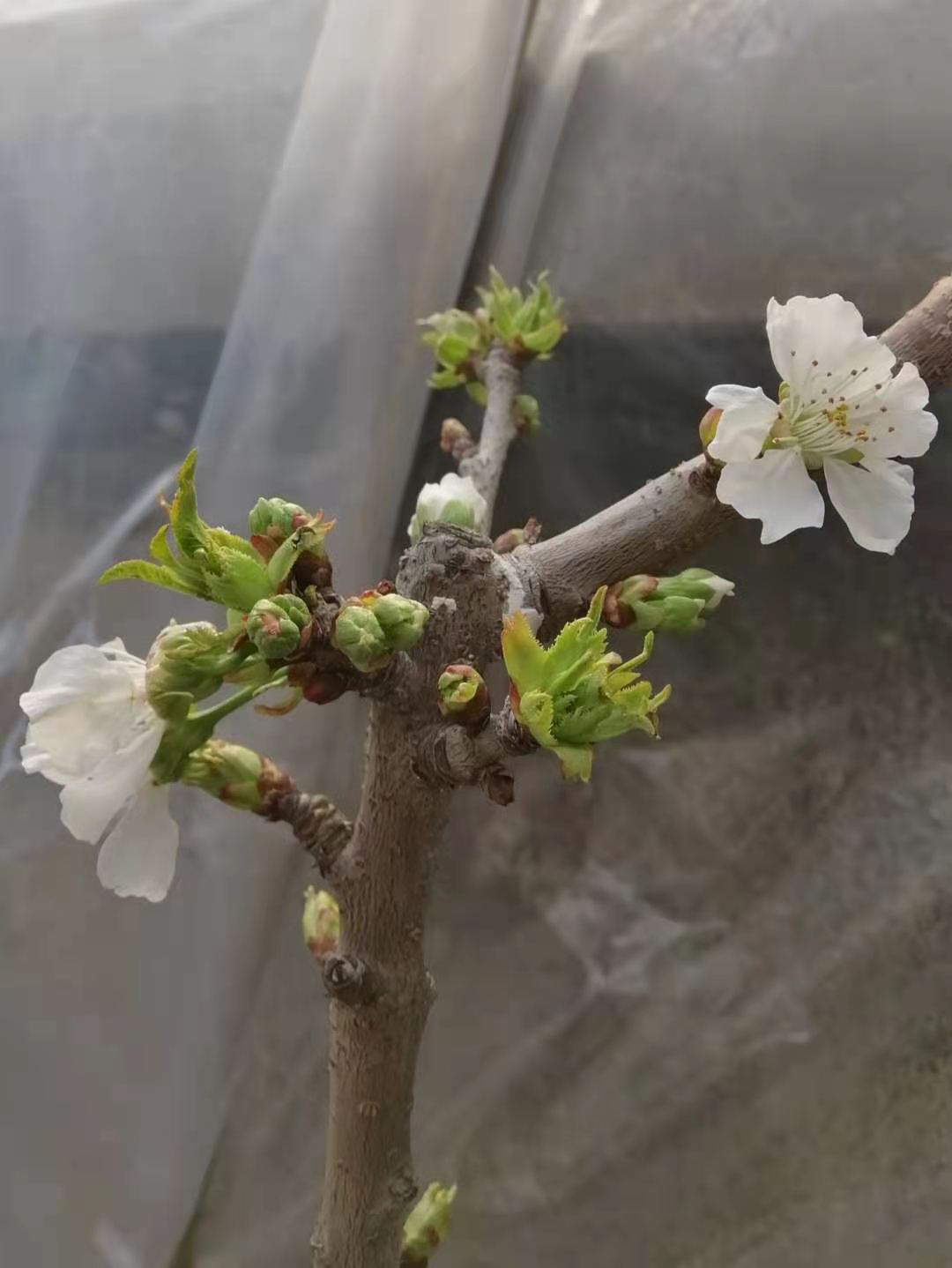 大櫻桃車釐子開花了