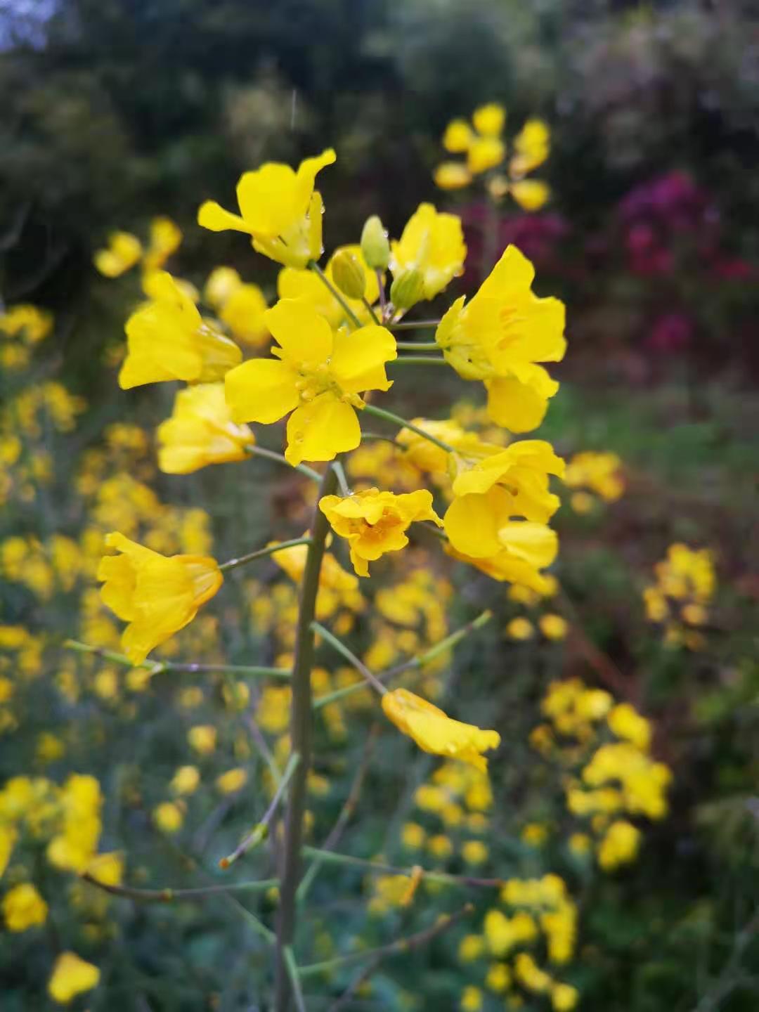 四明山上马岗樱花基地之行