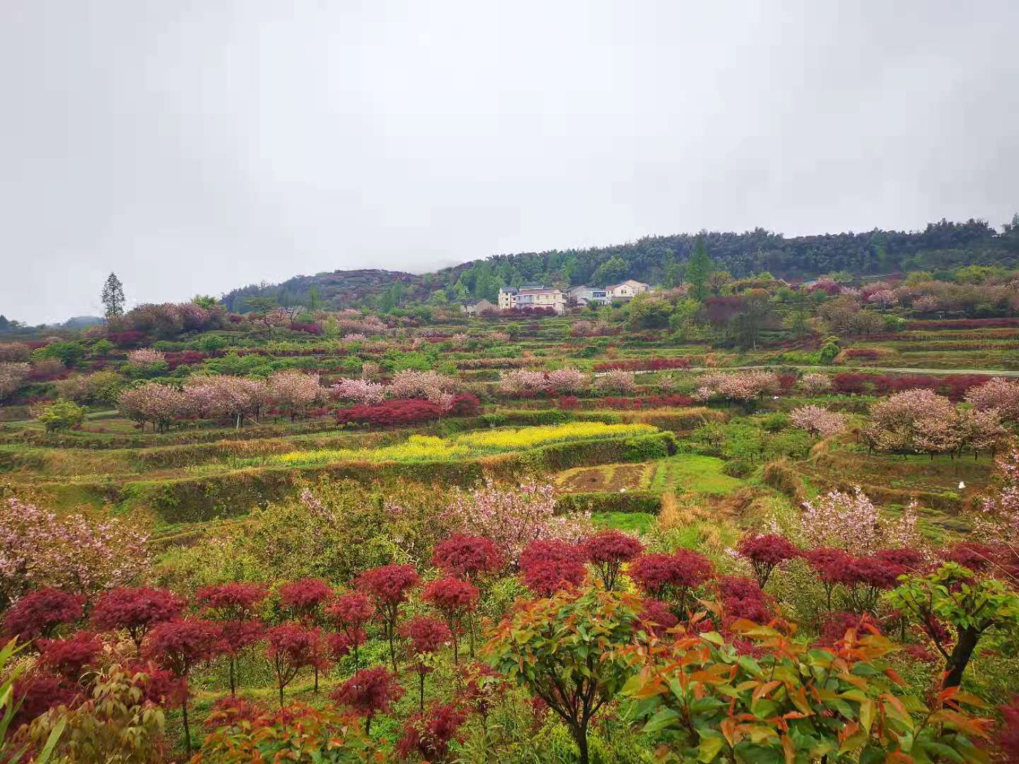 四明山上马岗樱花基地之行