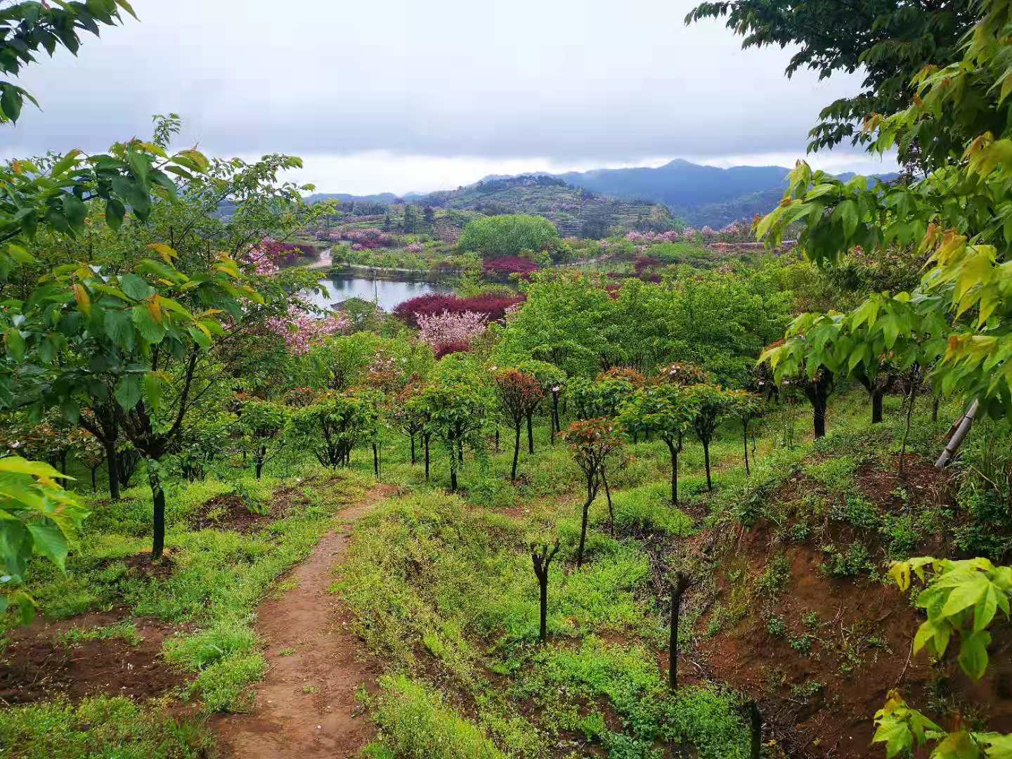 四明山上馬崗櫻花基地之行