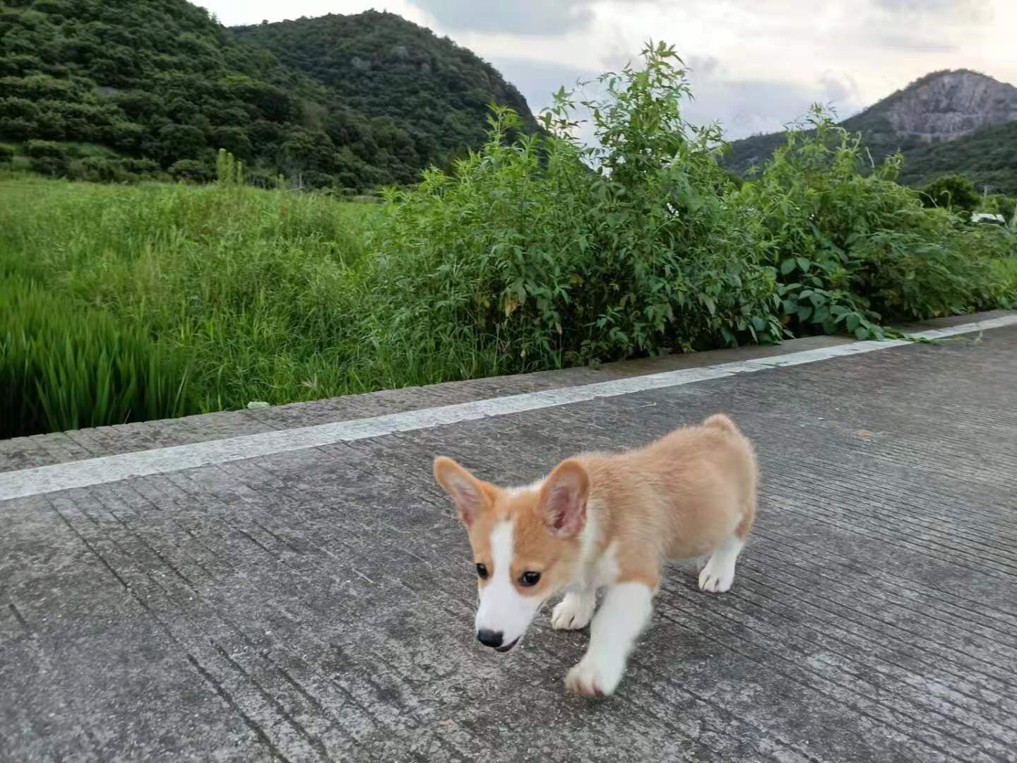 出矮脚柯基
